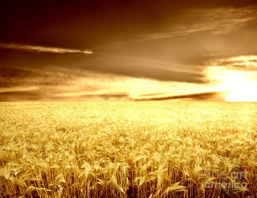 Golden Beautiful Wheat Photograph by Boon Mee