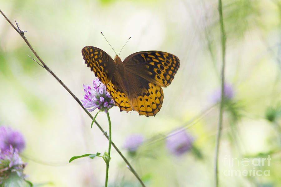 Nature Photograph - Golden Beauty by Cynthia Mask