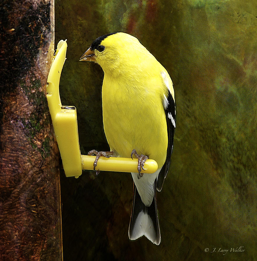 Wildlife Digital Art - Golden Beauty by J Larry Walker