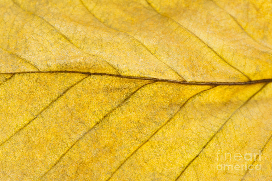 Golden Beech Leaf Photograph by Anne Gilbert