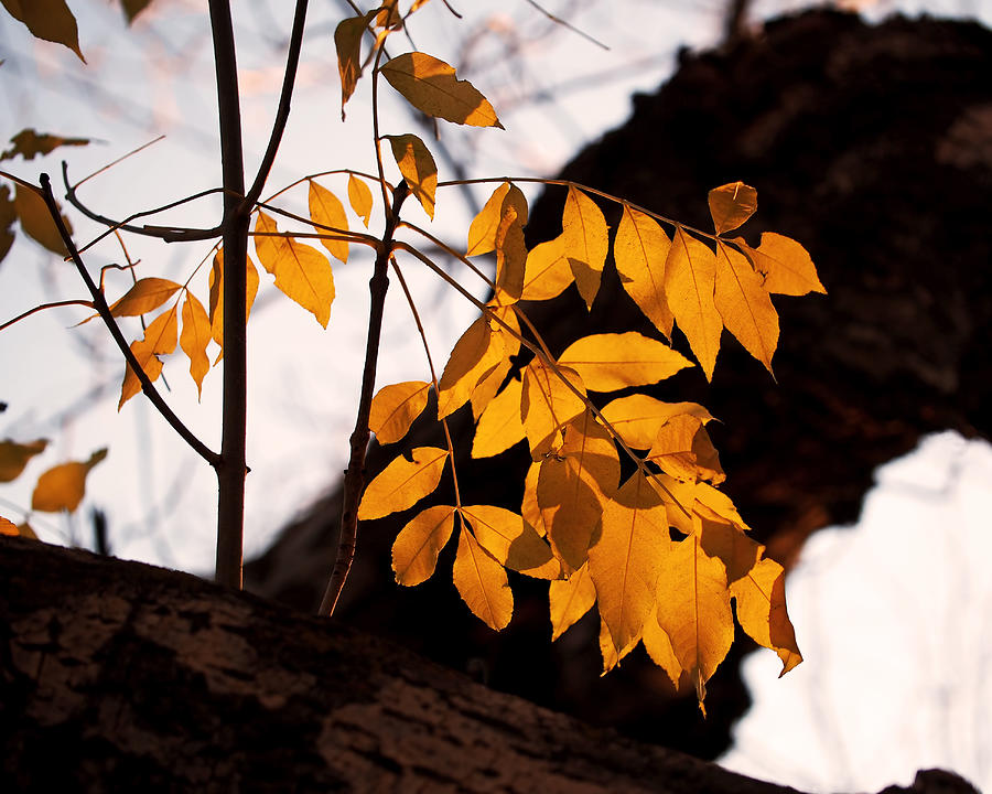 Golden Beech Leaves Photograph