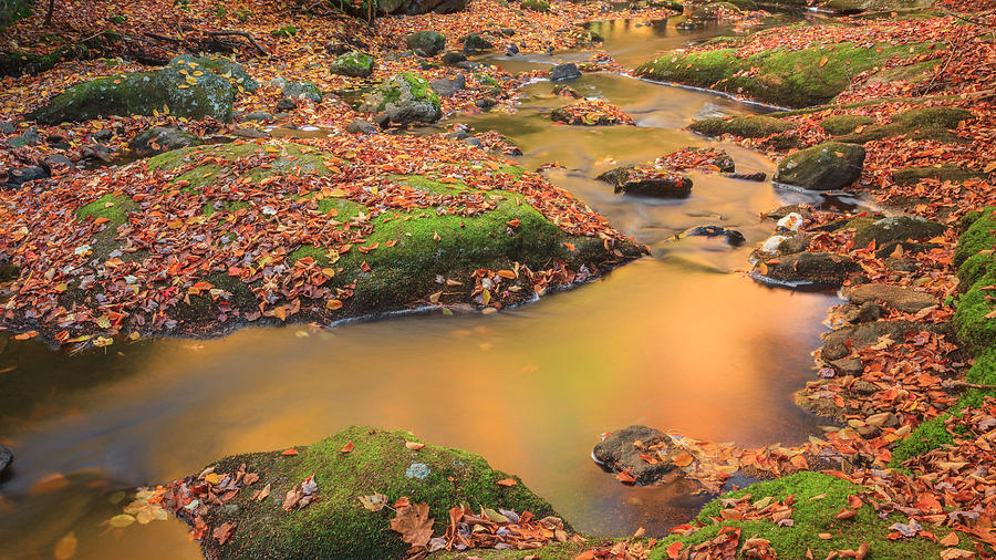 New England Autumn Photograph - Golden by Bill Wakeley