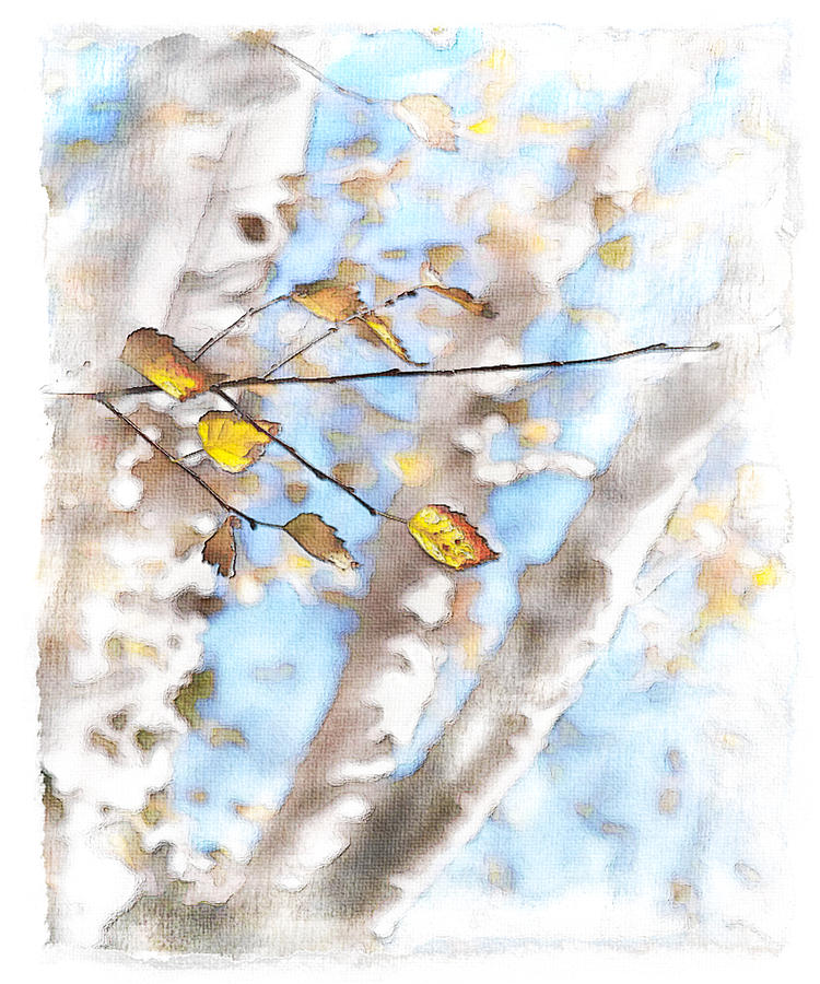 Fall Photograph - Golden Birch by Caitlyn  Grasso