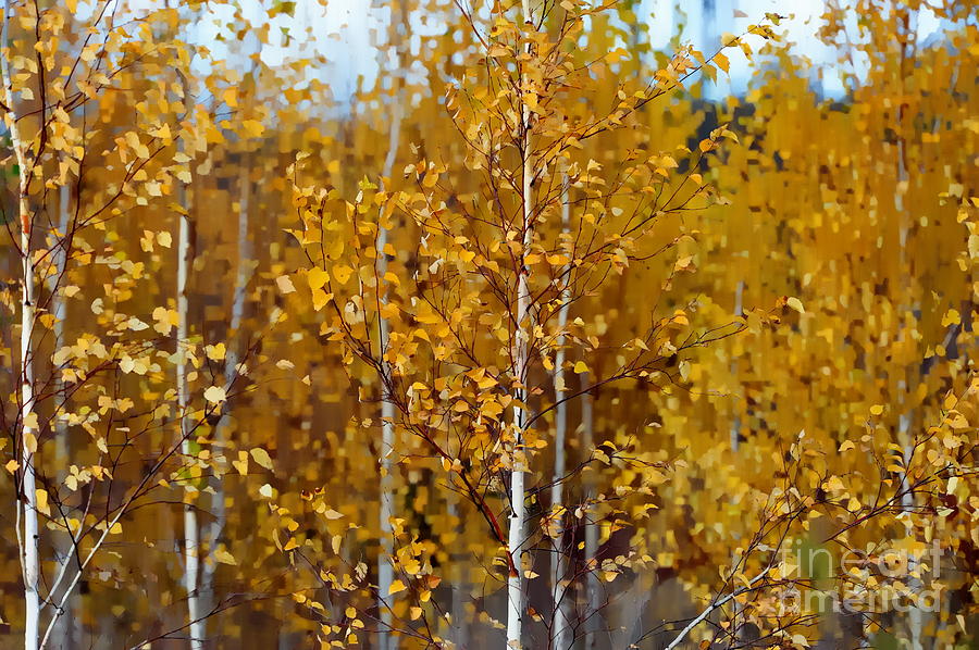 Golden Birches Photograph by Andrea Kollo