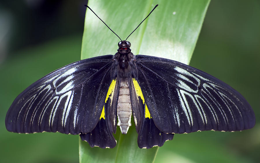 Golden Birdwing Butterfly Photograph by Kenneth Albin