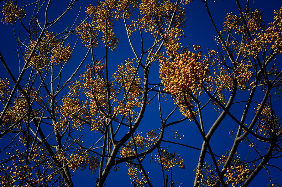 Winter Photograph - Golden Bleu by Mauricio Jimenez