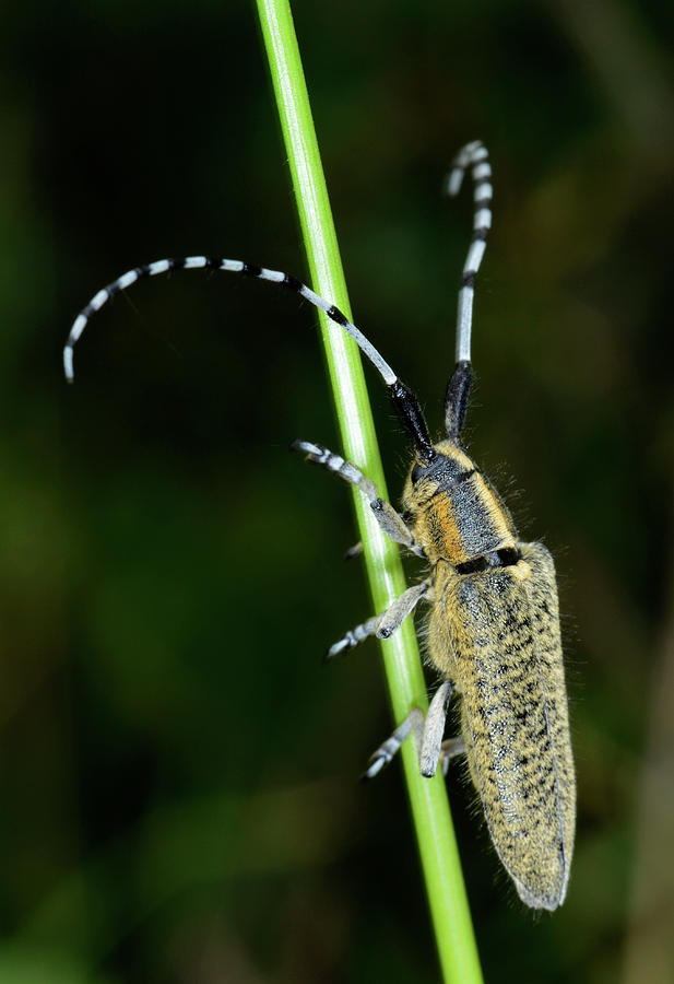 Insects Photograph - Golden-bloomed Grey Longhorn Beetle by Nigel Downer