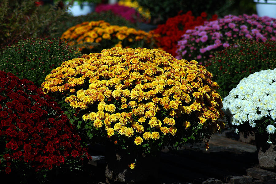 Golden Blooms among the Mums Photograph by Bill Swartwout