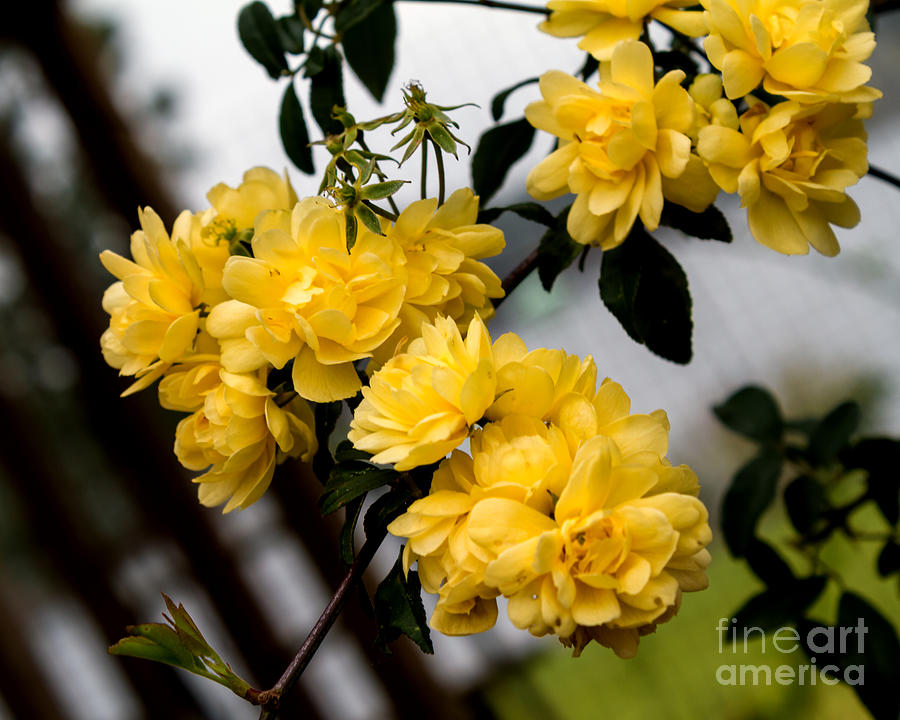 Golden Blooms one Photograph by Ken Frischkorn