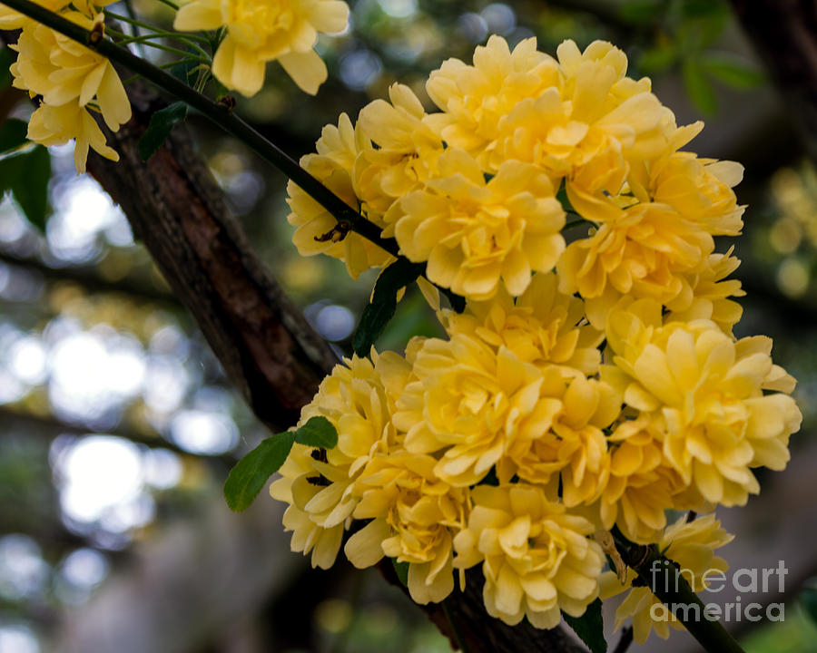 Golden Blooms two Photograph by Ken Frischkorn