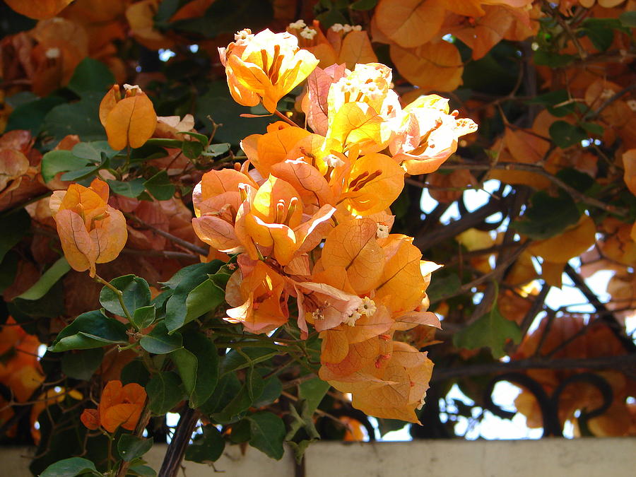 Golden Bougainvillea Photograph by Lew Davis