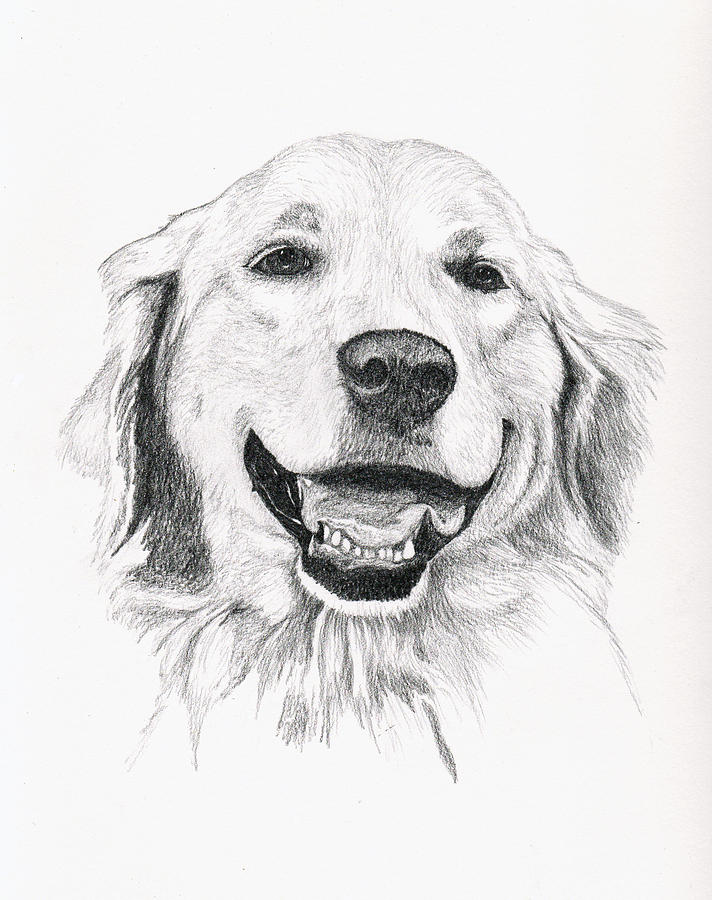 Dog Drawing - Golden by Brandy House