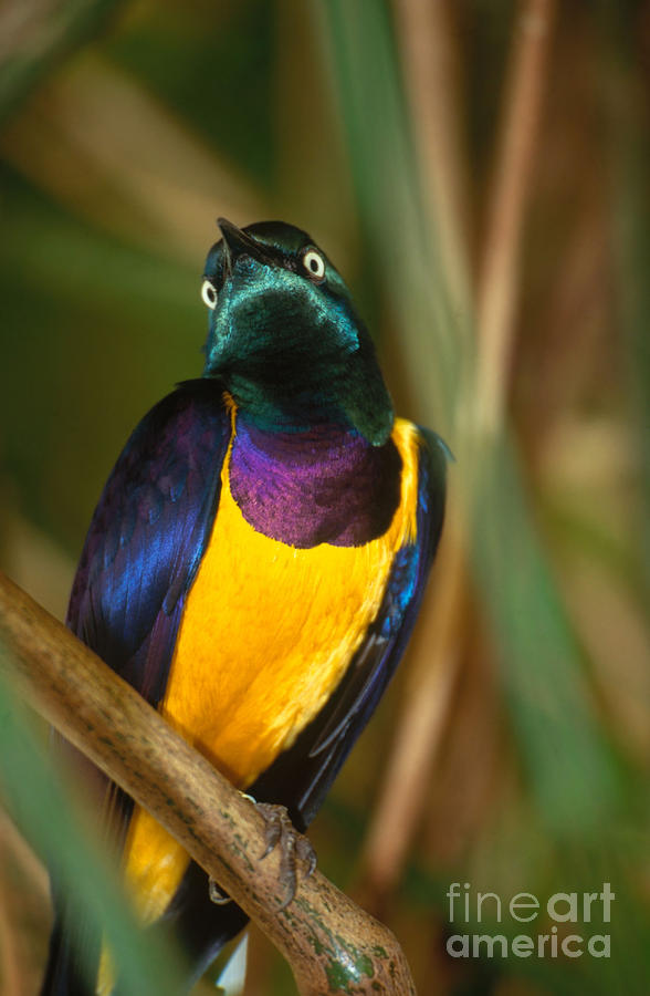 Animal Photograph - Golden-breasted Starling by Art Wolfe