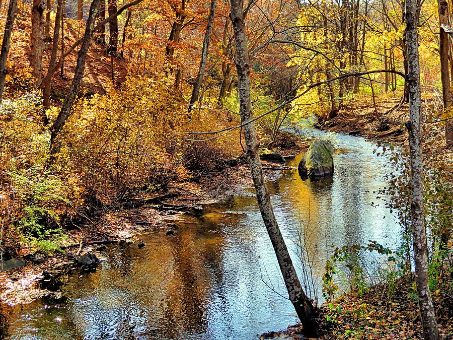 Golden Brook Photograph by Janice Drew