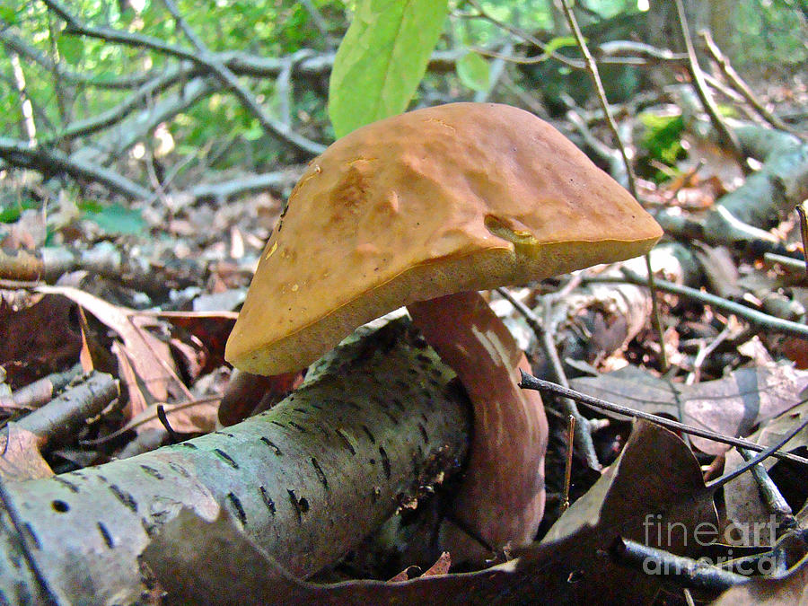 Golden Brown Bolete Mushroom - Boletus edulis Photograph by Carol Senske