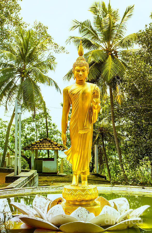 Golden Buddha On A Lotus Flower Photograph by Gina Koch