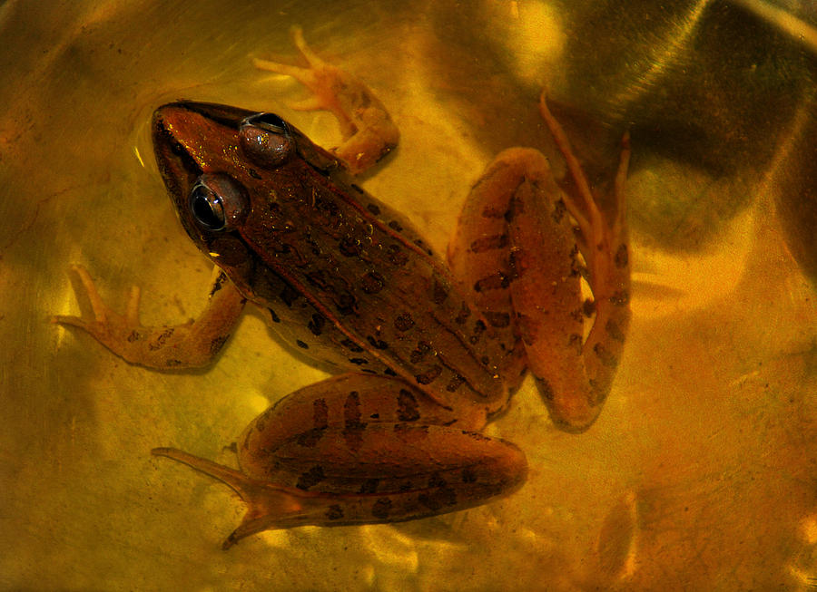 Golden Bullfrog Photograph by Linda Segerson