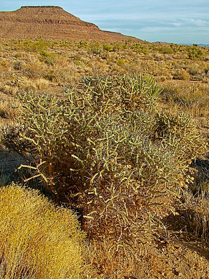 Golden Bush and Pencil Cholla on Nature Trail iin Mojave National Preserve, California Photograph by Ruth Hager
