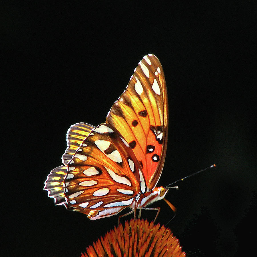 Golden Butterfly Against Black Photograph by Mim Eisenberg