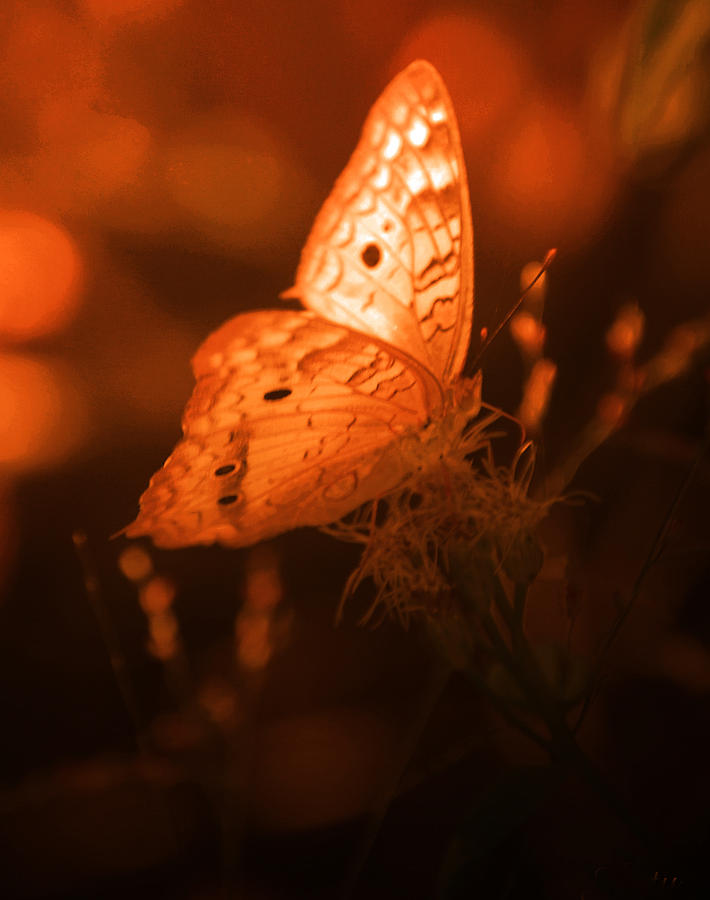 Golden Butterfly Photograph by Leticia Latocki