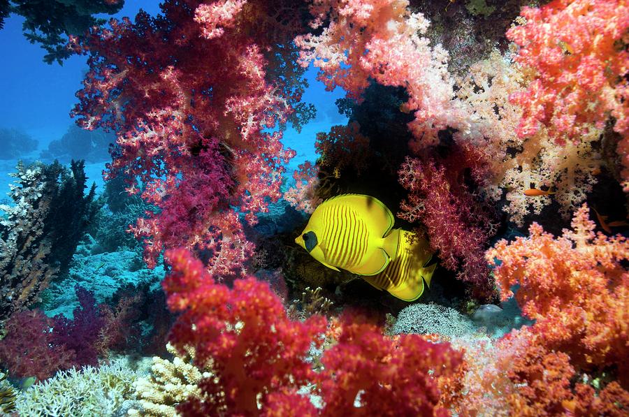 Golden Butterflyfish And Soft Coral Photograph by Georgette Douwma