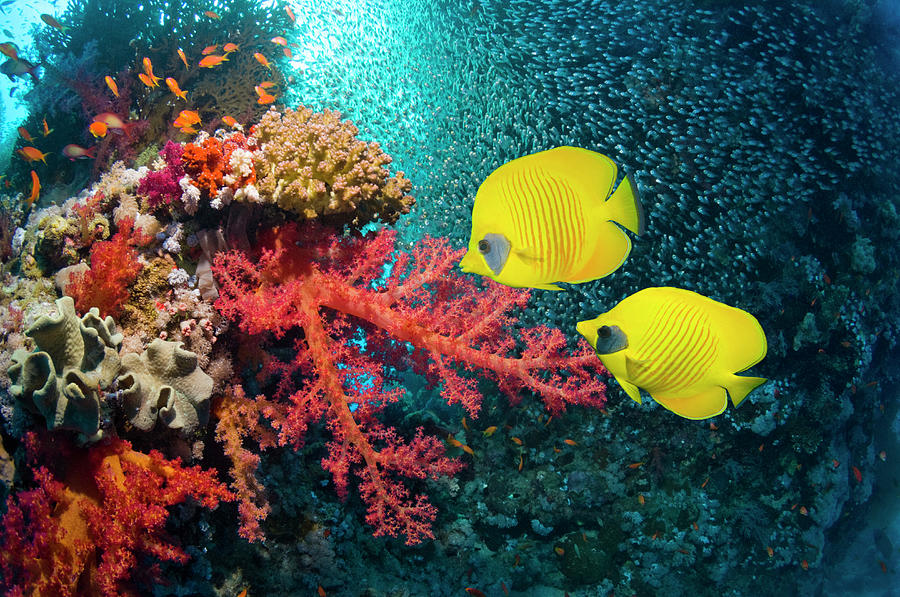 Golden Butterflyfish Over Coral Reef Photograph by Georgette Douwma
