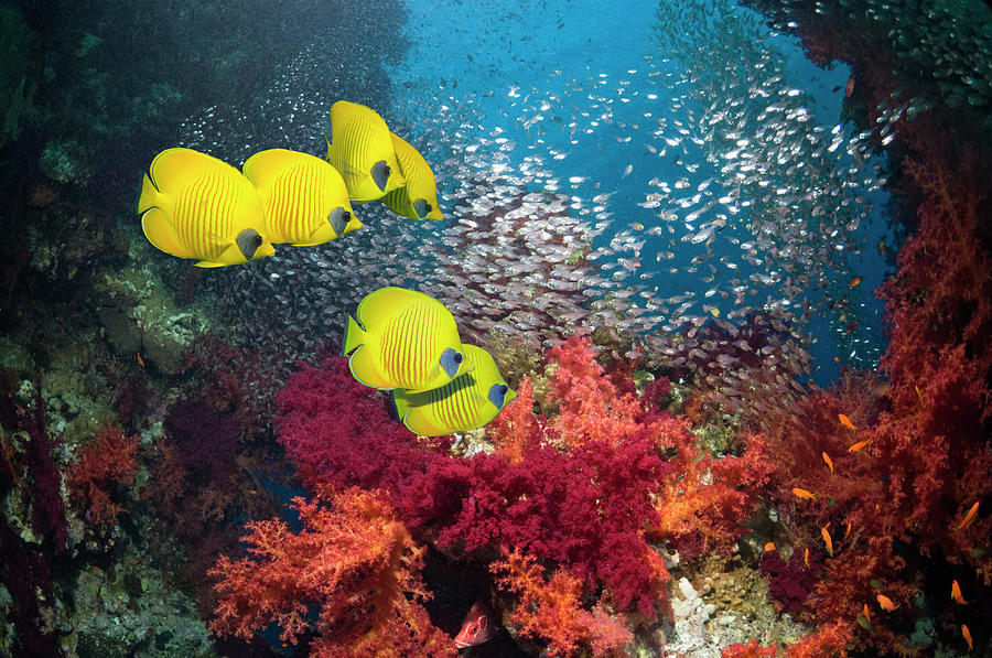 Golden Butterflyfish With Soft Corals Photograph by Georgette Douwma