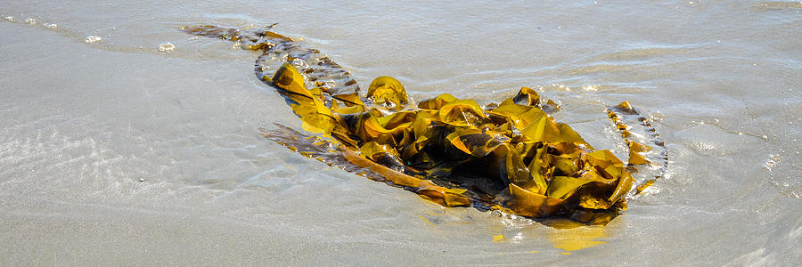 Entangled Golden Seaweed Photograph by Roxy Hurtubise