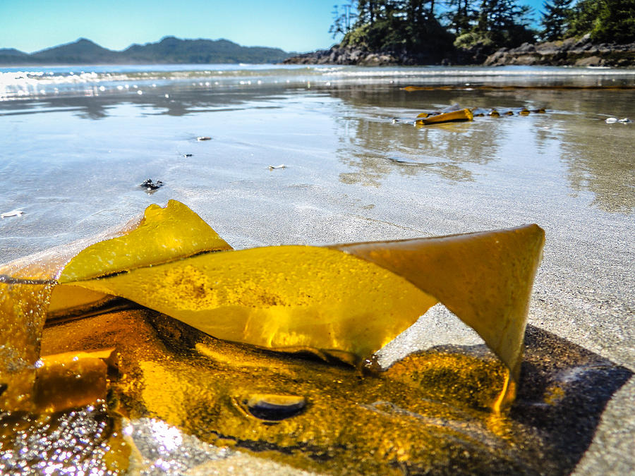 Sun Lit Seaweed Photograph by Roxy Hurtubise