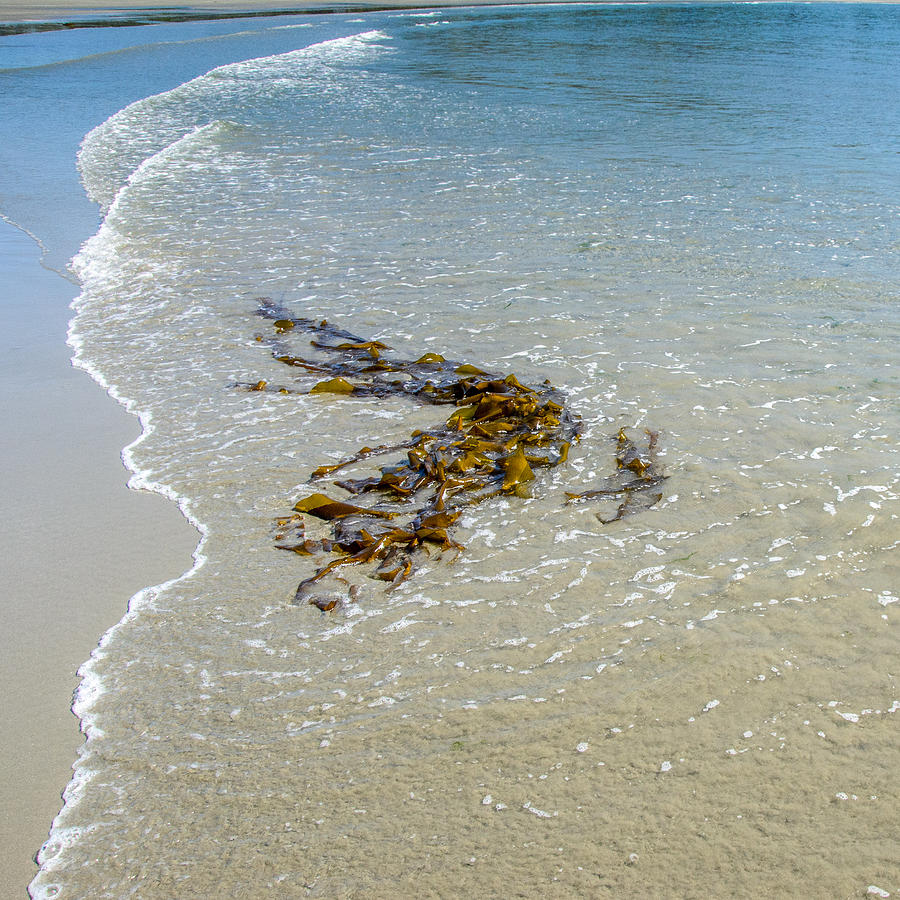 Low Tide Golden Seaweed Photograph by Roxy Hurtubise