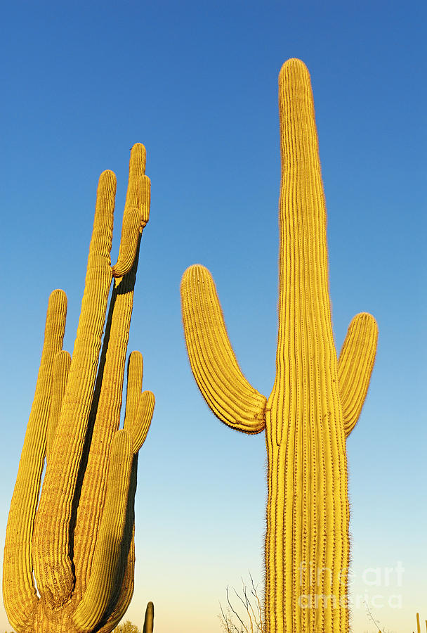 Nature Photograph - Golden Cactus - Cactus Sunrise at Saguaro National Park in Arizona by Jamie Pham