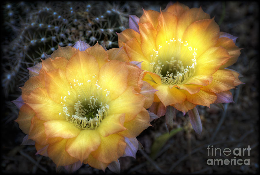 Golden Cactus Flowers  Photograph by Saija Lehtonen