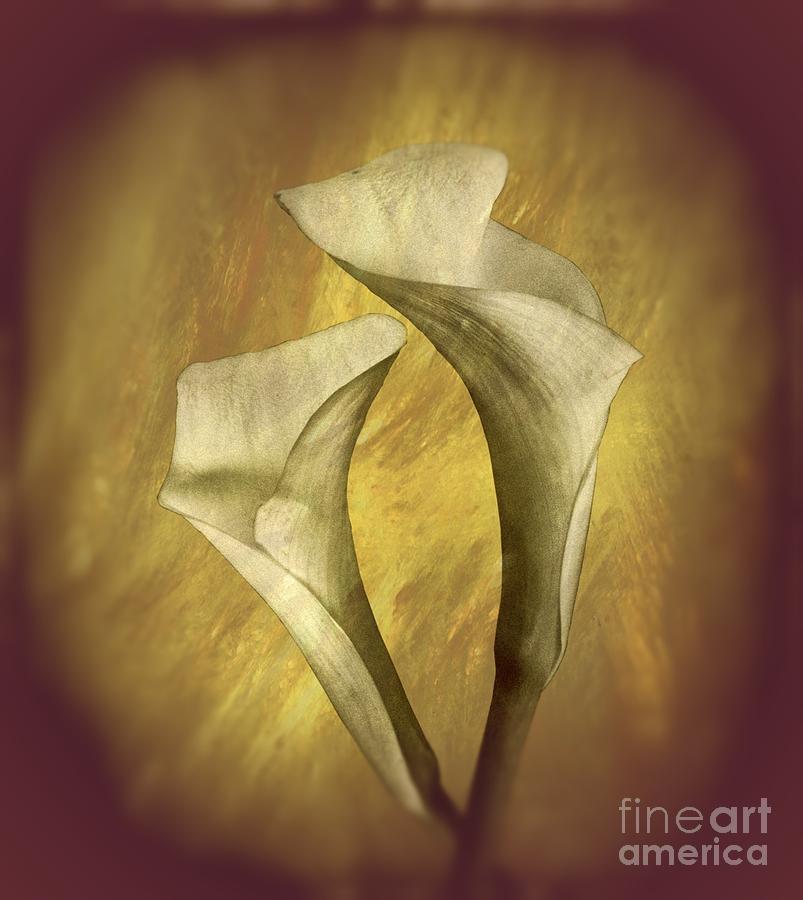 Golden Cala Lilies Photograph by Shirley Mangini