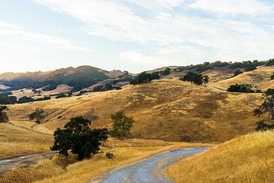 San Jose Photograph - Golden California Hills by Priya Ghose