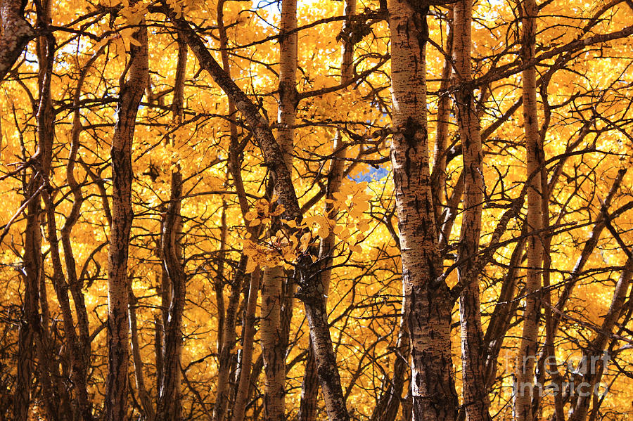 Golden Canopy Photograph by Gerry Bates