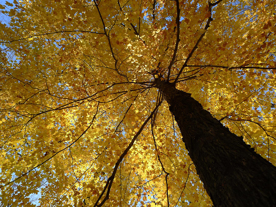 Golden Canopy Photograph by Richard Reeve