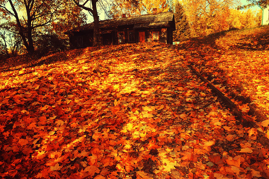 Fall Photograph - Golden Carpet of Fall  by Jenny Rainbow
