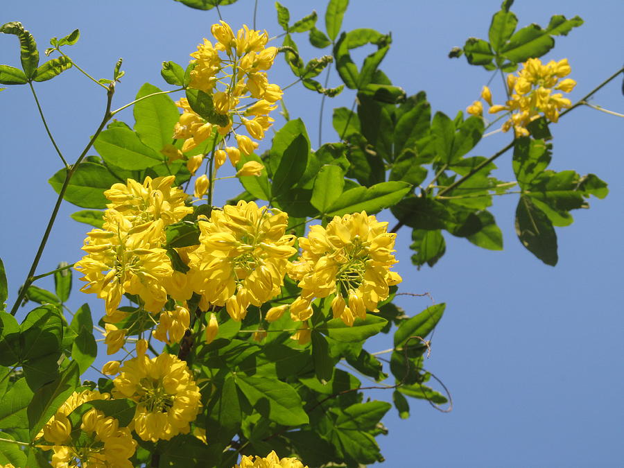 Yellow Flowers Photograph - Golden Chain Tree In Bloom by Alfred Ng