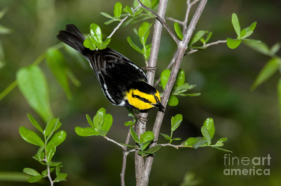Animal Photograph - Golden Cheeked Warbler by Anthony Mercieca