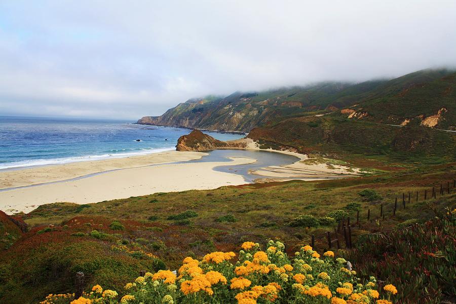 Flower Photograph - Golden Coast by Daniel Rooney
