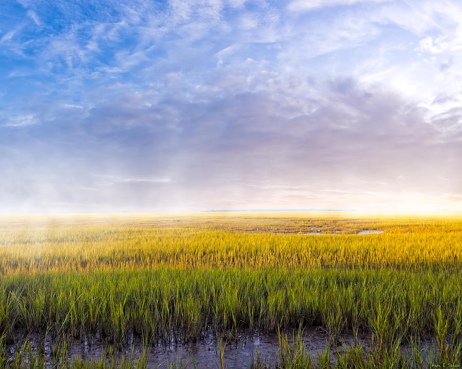 Unique Photograph - Golden Coastal Marshes at Dawn - Georgia by Mark Tisdale