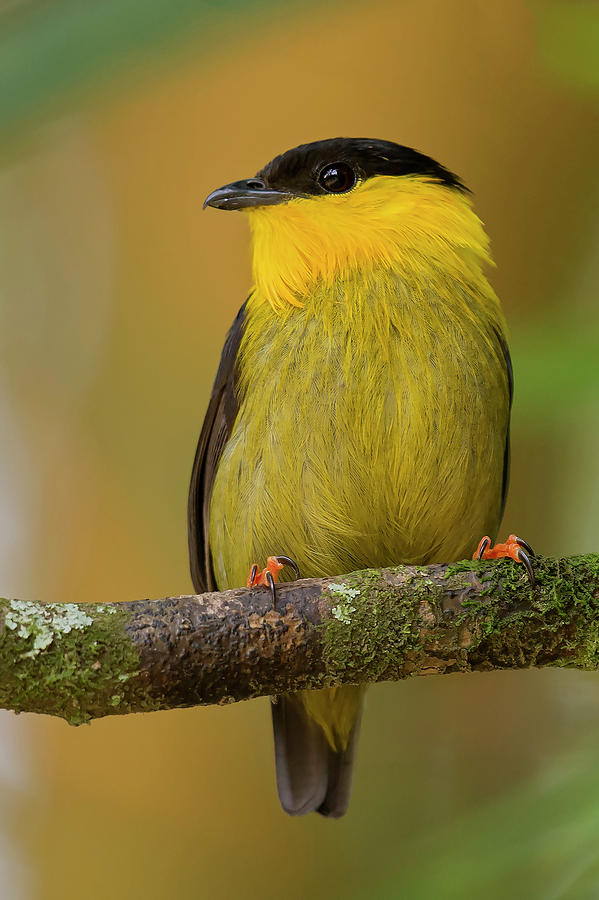 Golden-collared Manakin Photograph by Juan Jose Arango - Fine Art America