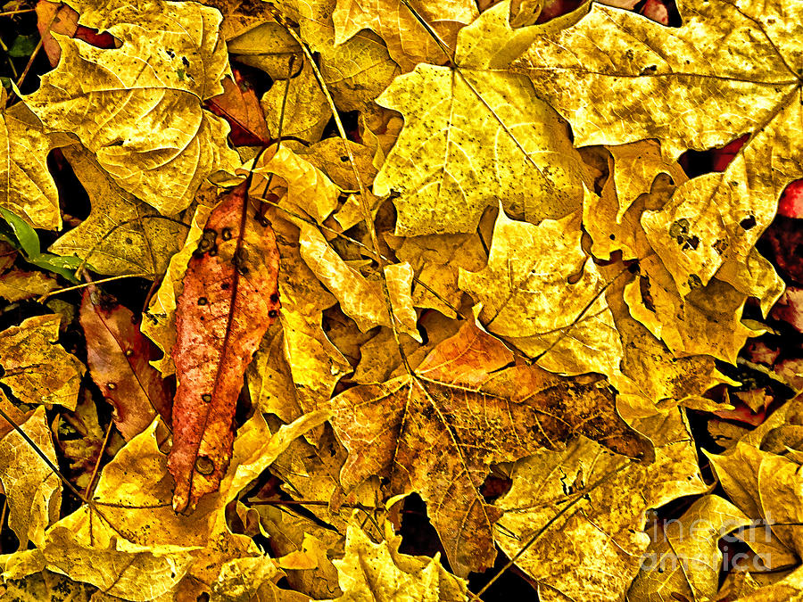Golden Colors of Fall Photograph by Bill Barber