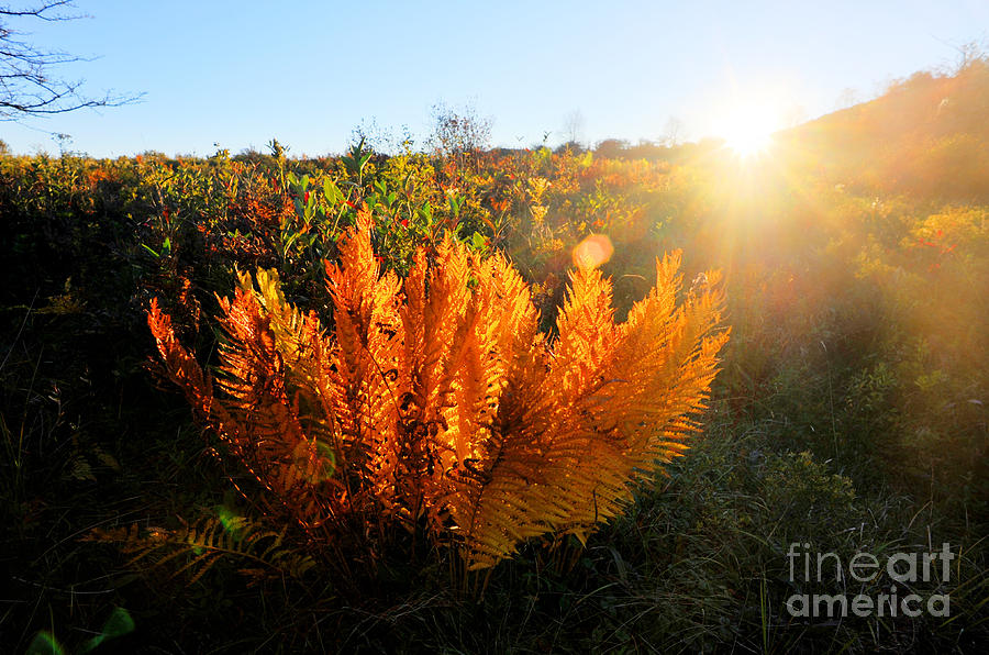 Golden colors of fall ferns Canaan Valley Photograph by Dan Friend