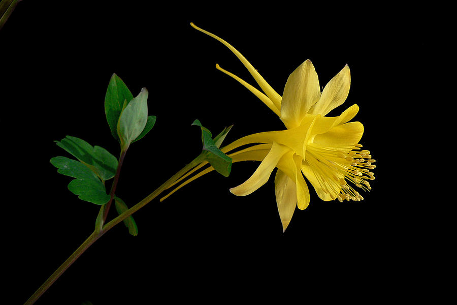 Flowers Still Life Photograph - Golden Columbine by James Capo