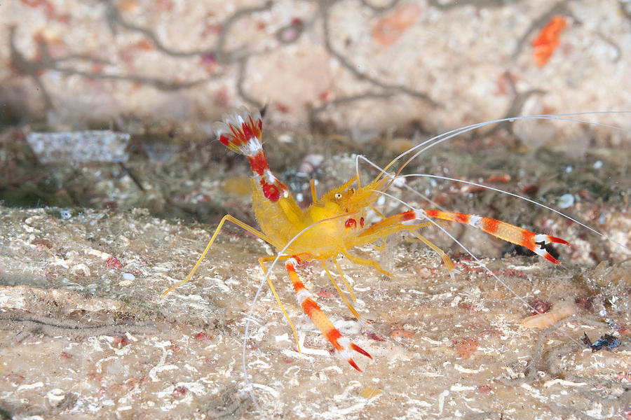 Golden Coral Shrimp Photograph by Andrew J. Martinez