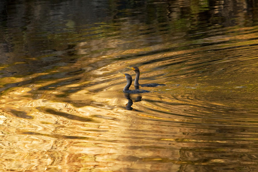 Golden Cormorants Photograph by Peggy Collins