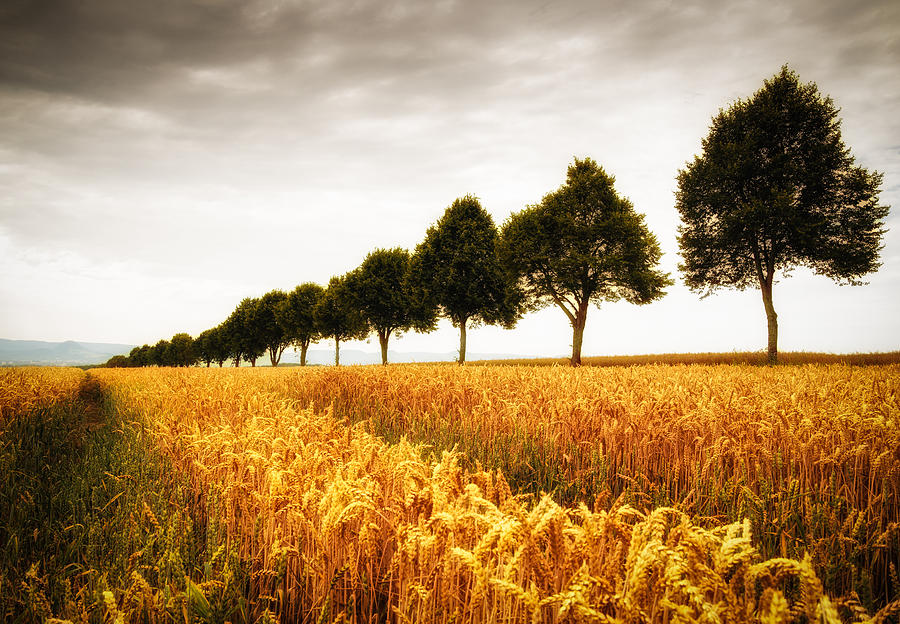 Golden cornfield and row of trees Photograph by Matthias Hauser