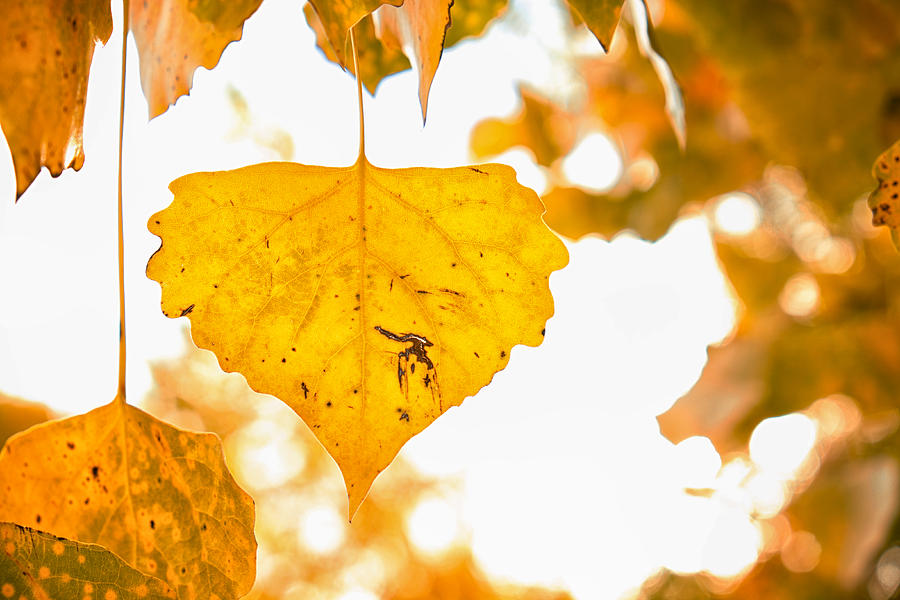 Golden Cottonwood Leaf Photograph by Mary Lee Dereske