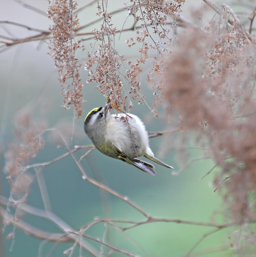 Golden Crowned Kinglet and Oceanspray Photograph by Peggy Collins